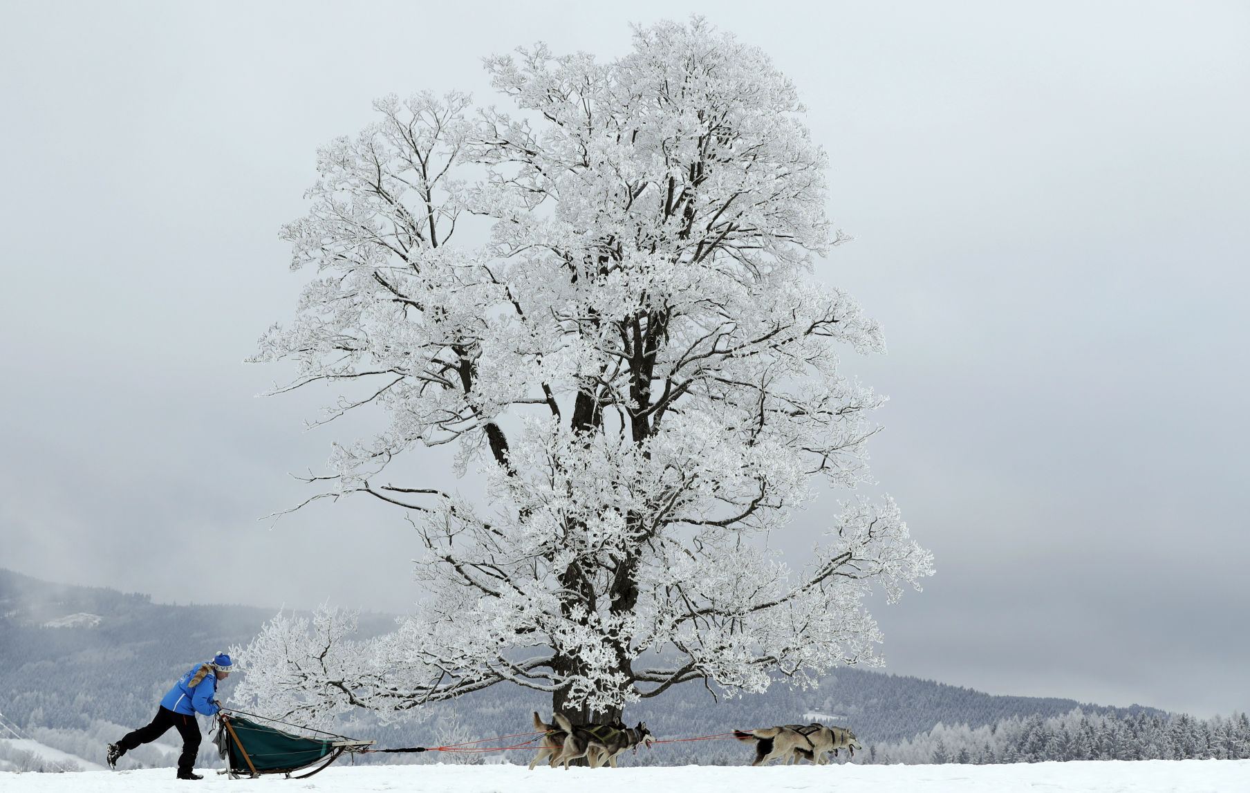 APTOPIX Czech Republic Dog Sled Race